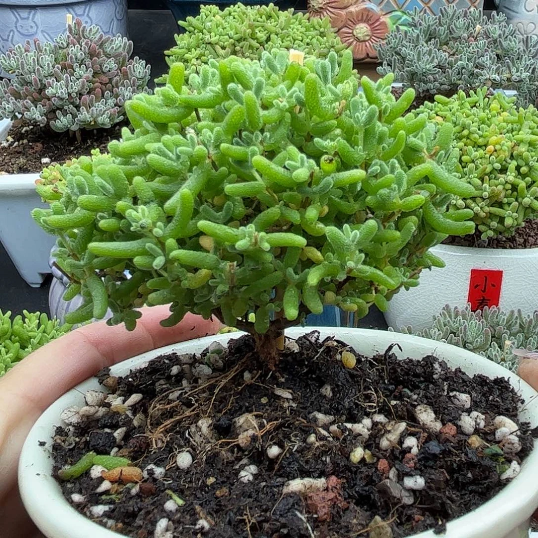 005蜜桔带盆优选枝干