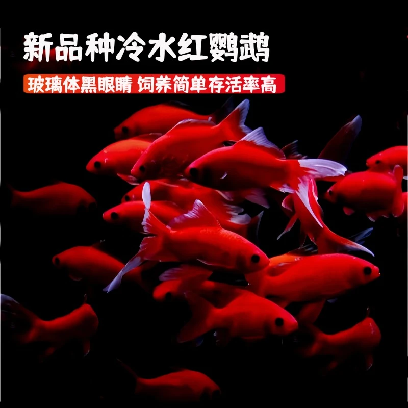 【福利红鹦鹉鱼】9条7-9厘米观赏鱼好养耐活皮实黑眼葡萄眼红金鱼