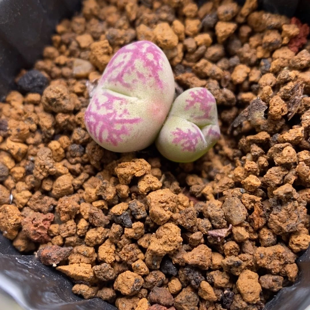 多肉植物肉锥杂交K-3425 油漆纹