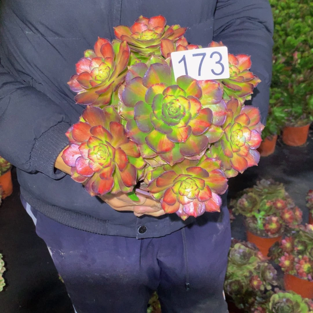 付***喵法师多肉植物173海王七彩