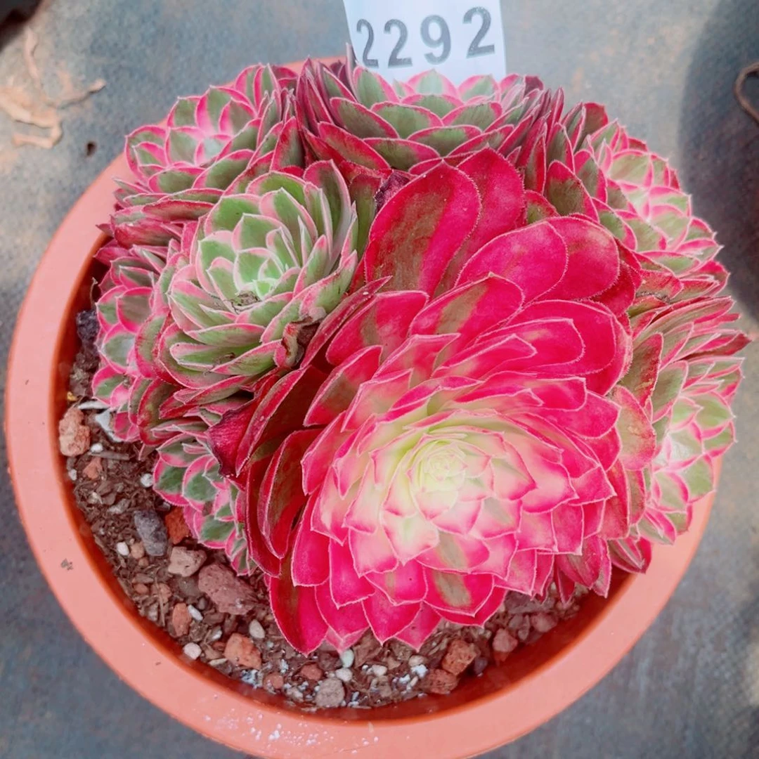 新品孔雀翎开播福利