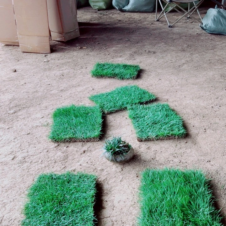 明***好无花朵马尼拉草坪包邮价格，。