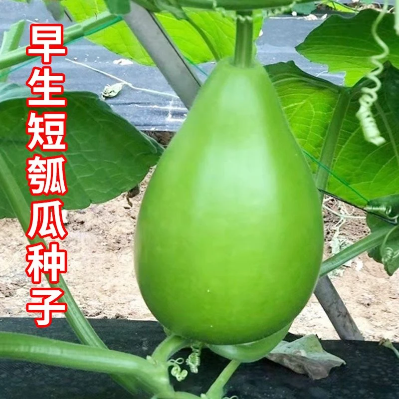早生短瓠瓜种子圆瓢菜圆浦菜葫芦瓢瓜种籽耐热农家菜园庭院蔬菜孑