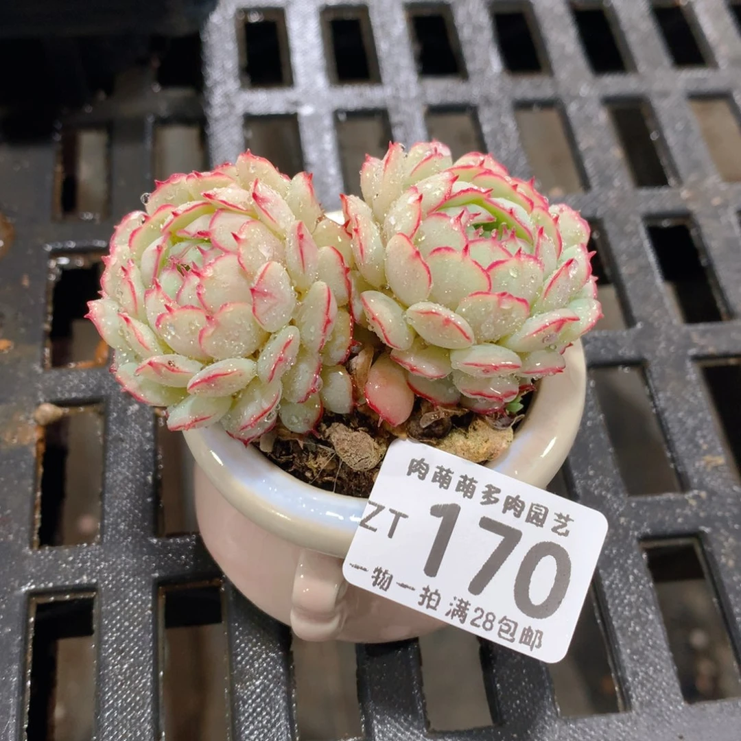 肉萌萌拇指盆精控多肉ZT170