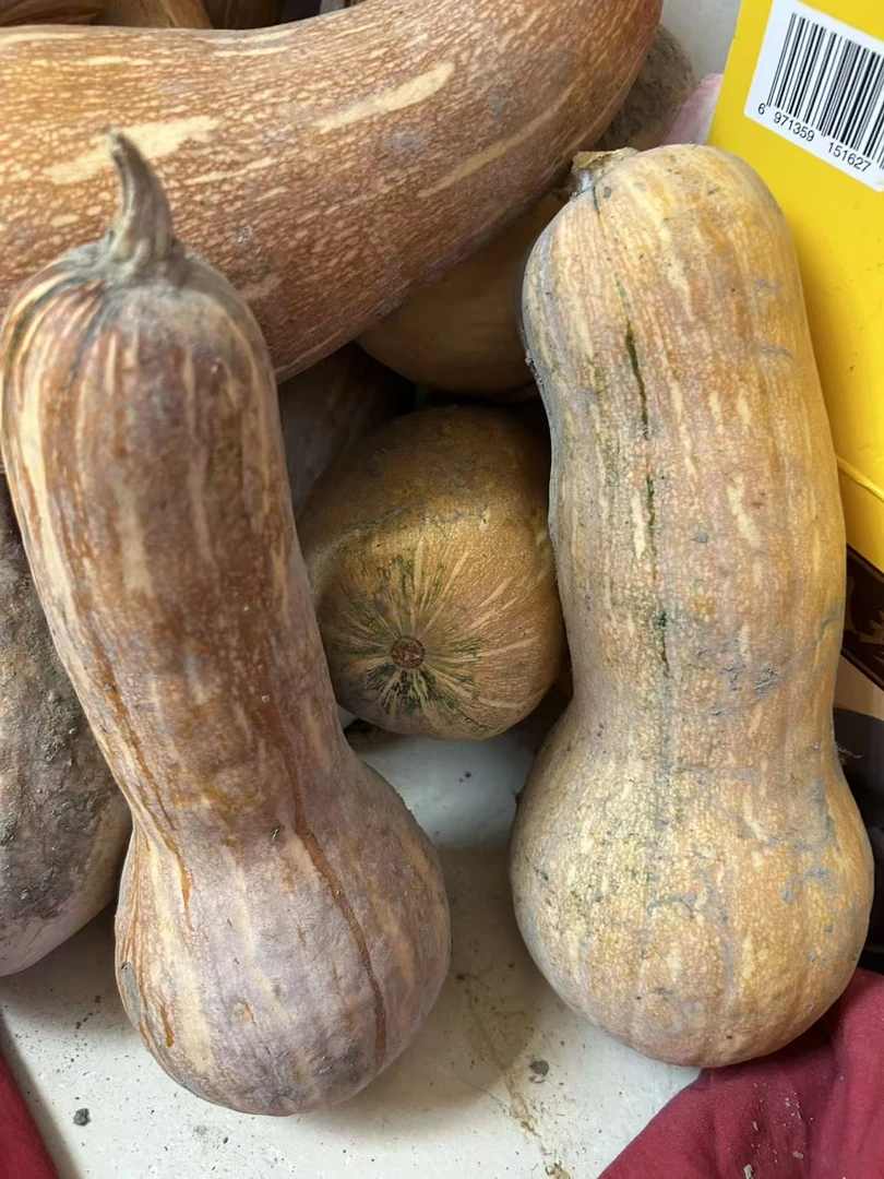 本地新鲜甜糯老南瓜当季蔬菜助农