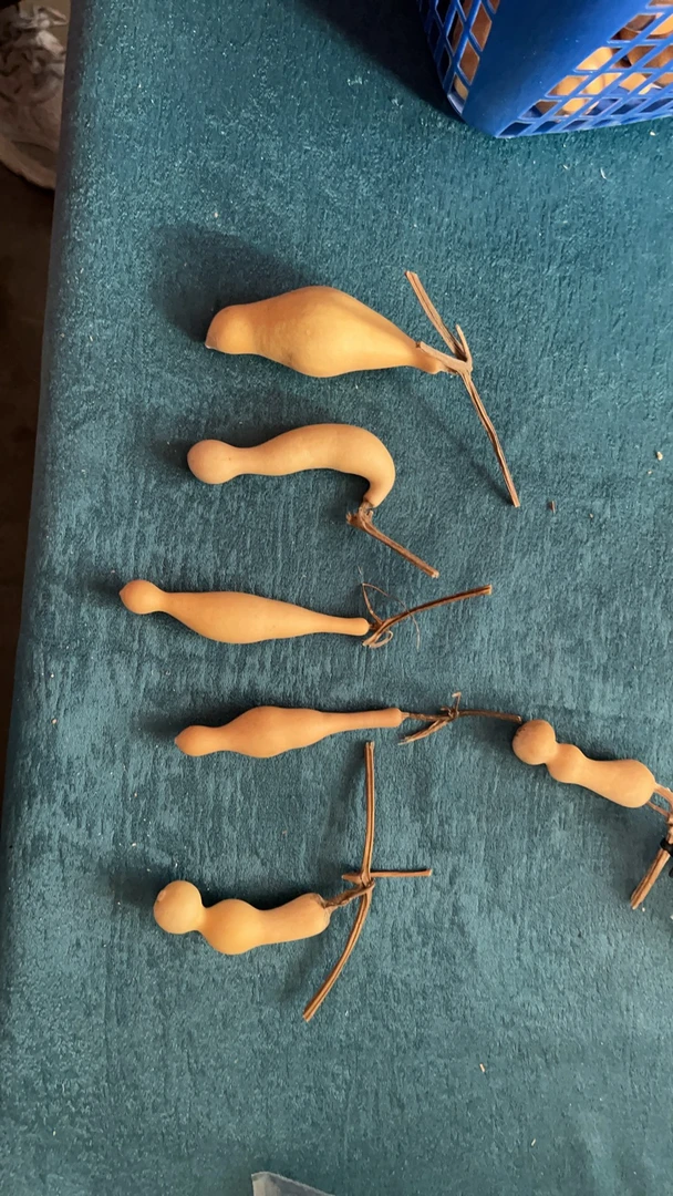 精品葫芦直播间专拍请勿私拍