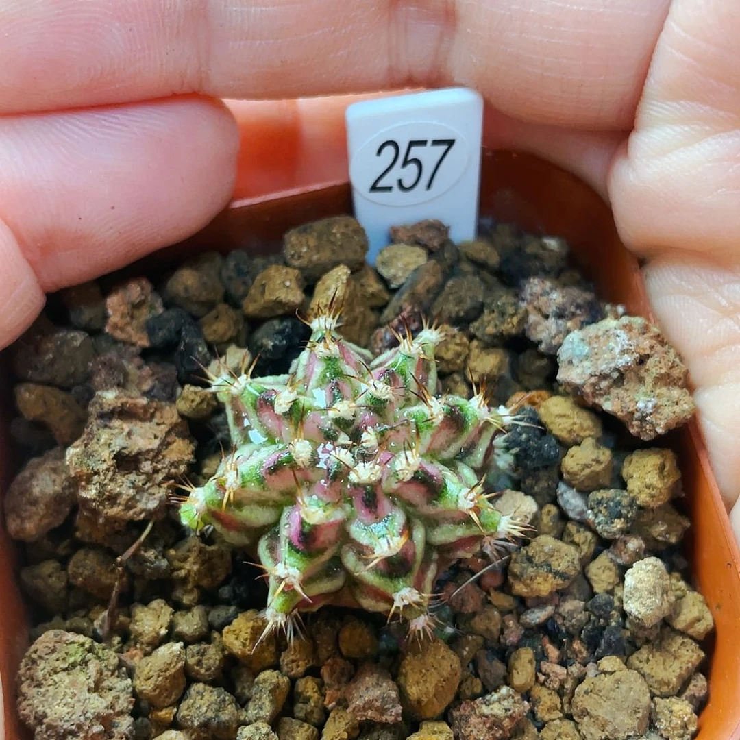 2.5cm 非偏远地区满25包邮仙人球裸根