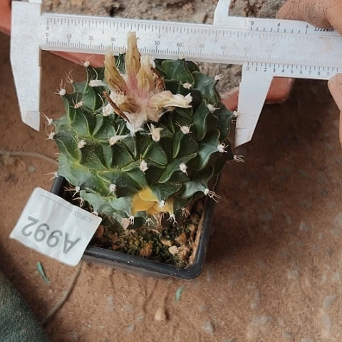 帝冠锦嫁接的992