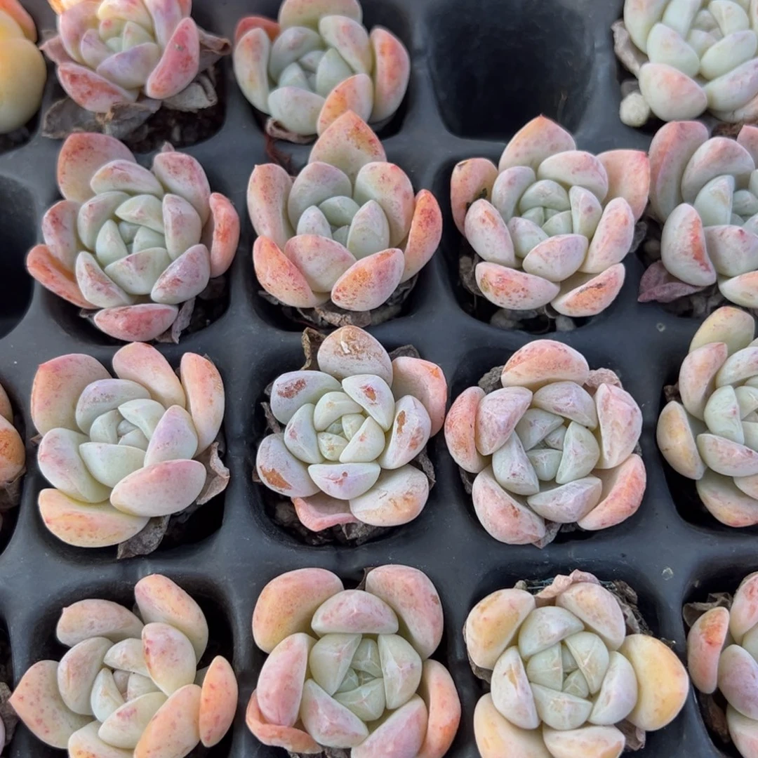 雪媚娘单头2.5cm到手5颗量拍多肉满18元包邮下午发货