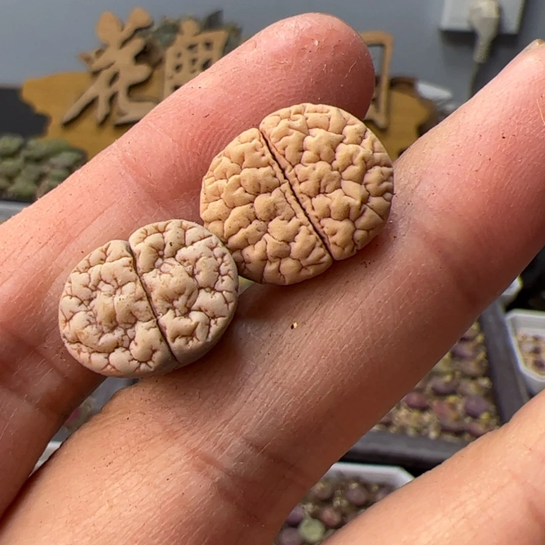 【闪购商品】000000023