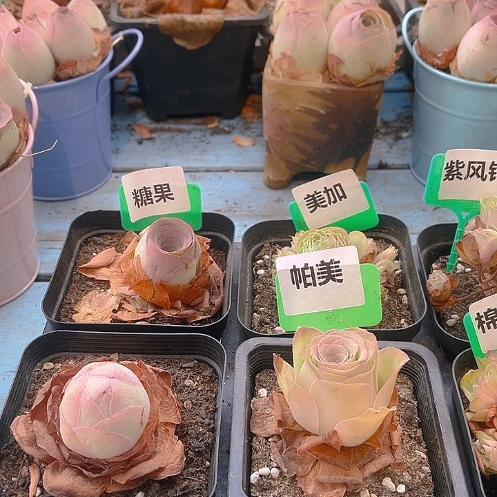 四颗不同品种 带盆