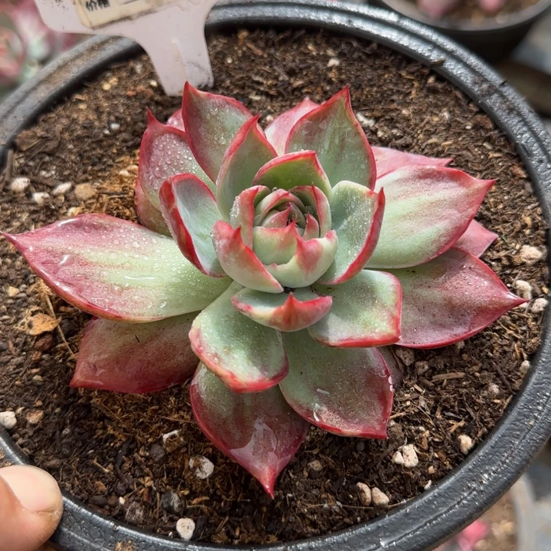 惊鸿一物一拍包装收缩花旱983