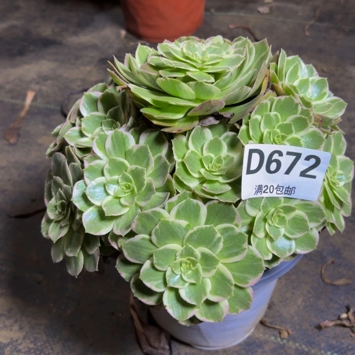 瑞妈多肉园艺672水蜜桃