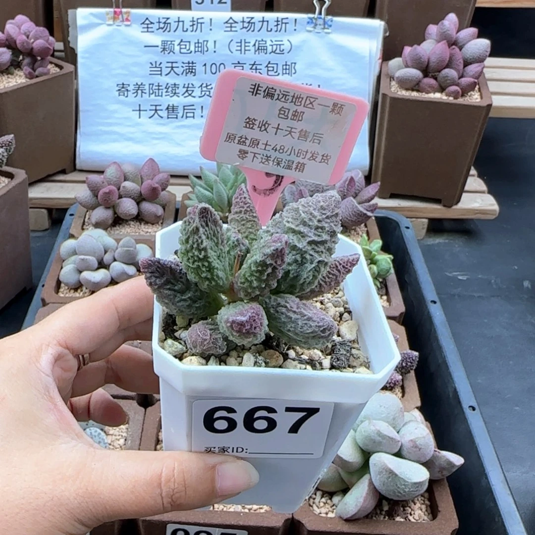 667苍龙多肉植物