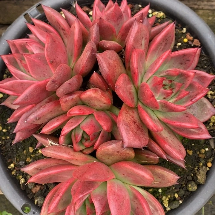 D364- 直播福利 红珍珠手捧