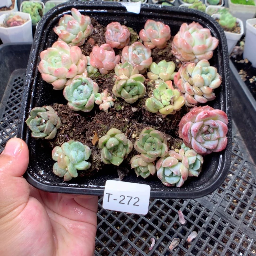 无花朵T272英语英语