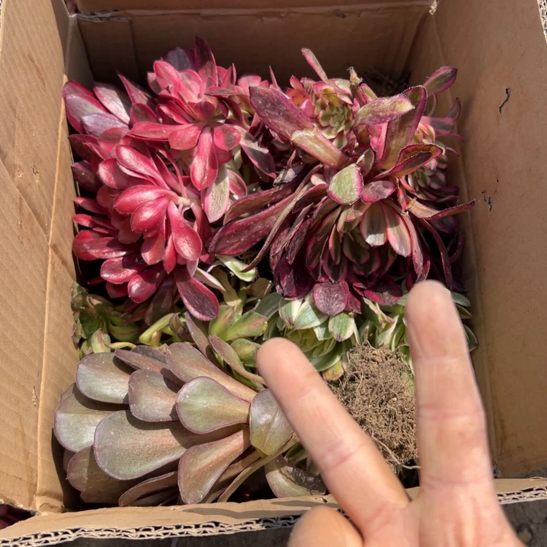 8颗法师锦量不售后多肉