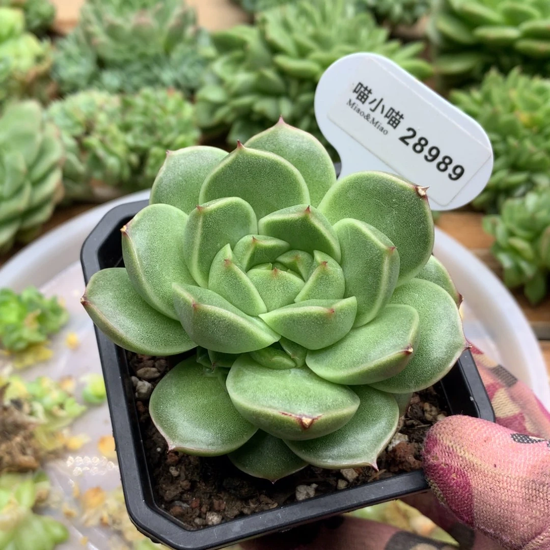多肉植物东云珍妮