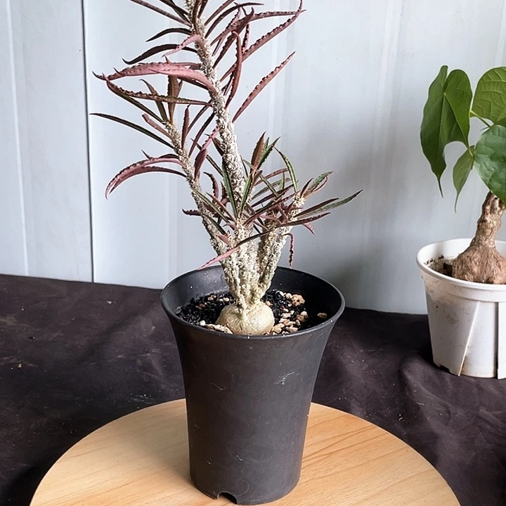 伤***零666666666666666666