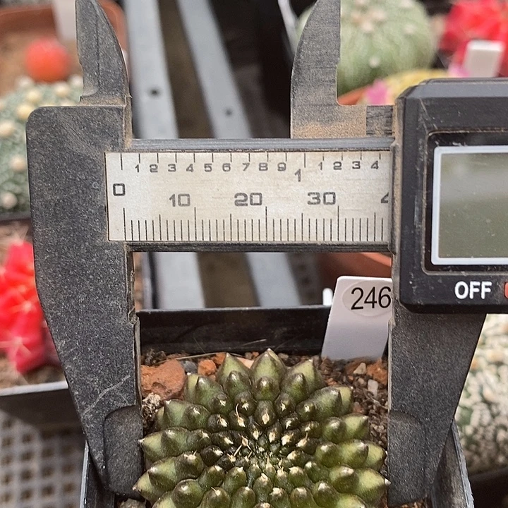 仙人球裸根发货满28包邮貘