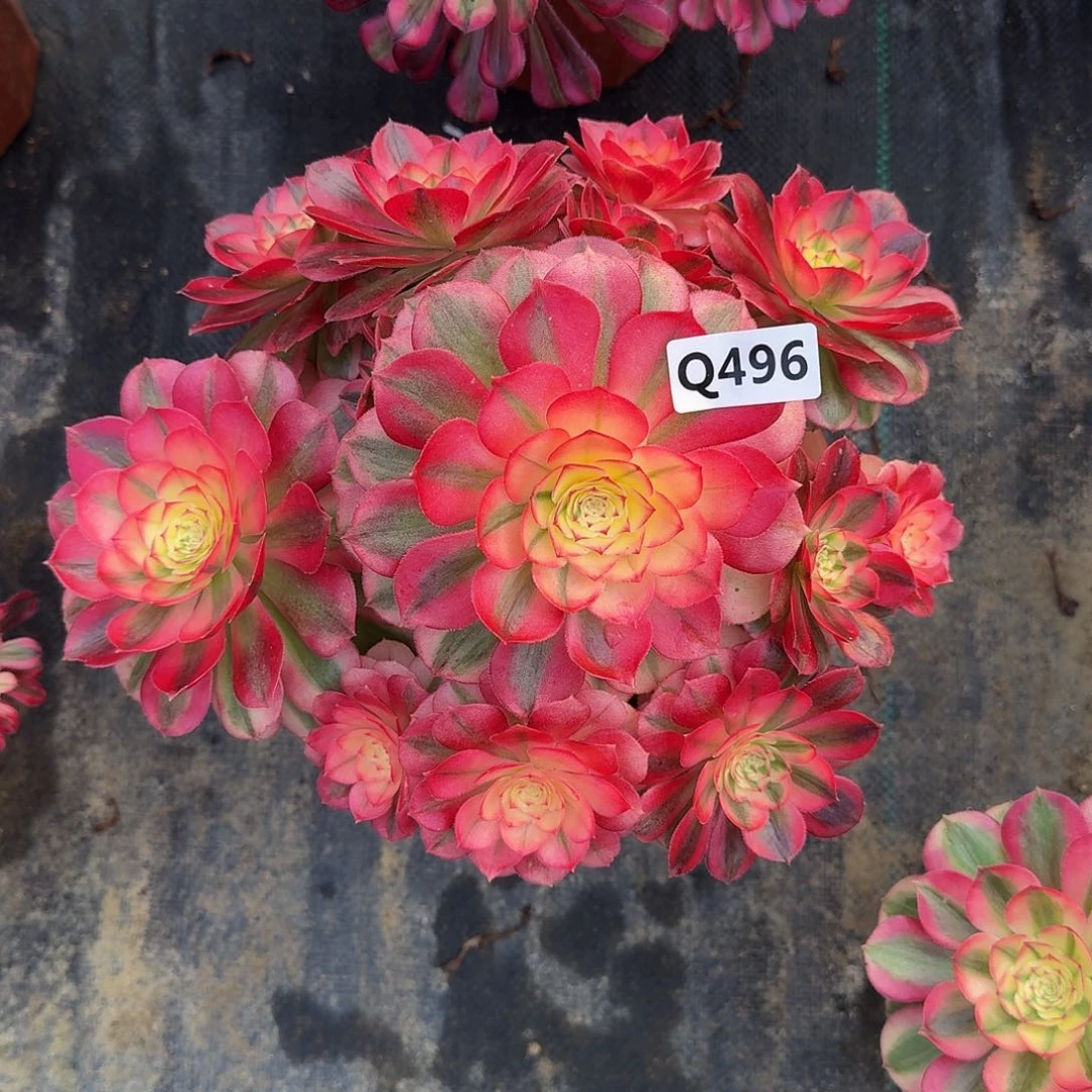 496倾城44冠服25左右