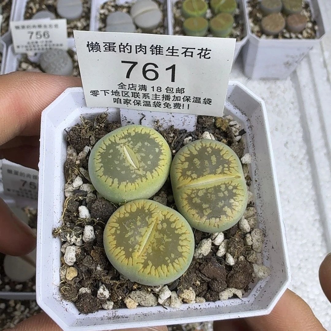 761盆口5公分 满18包邮