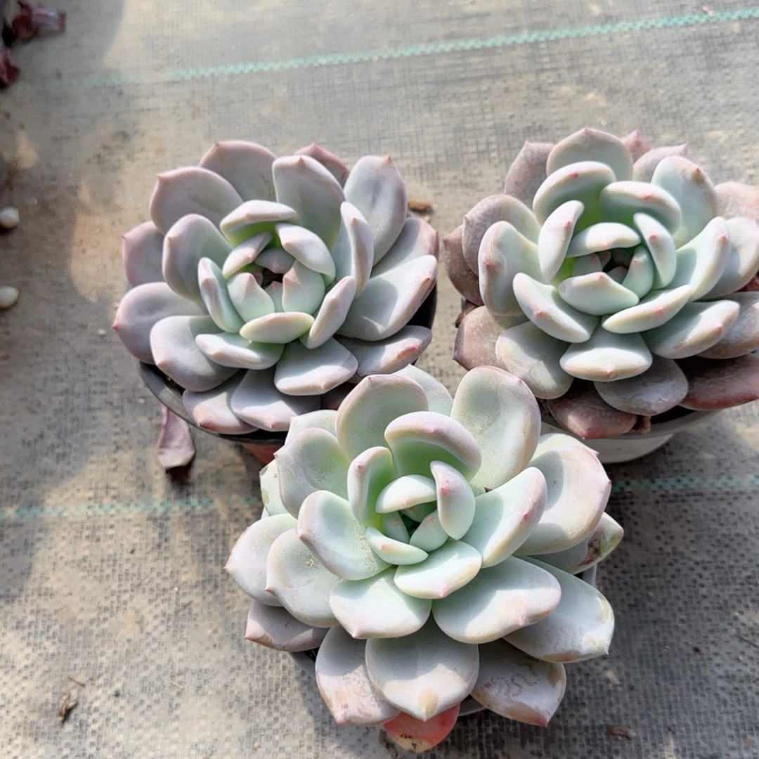 无花朵120橙子单头