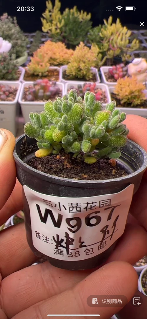 炉炉-莱斯-多肉植物枝干番杏
