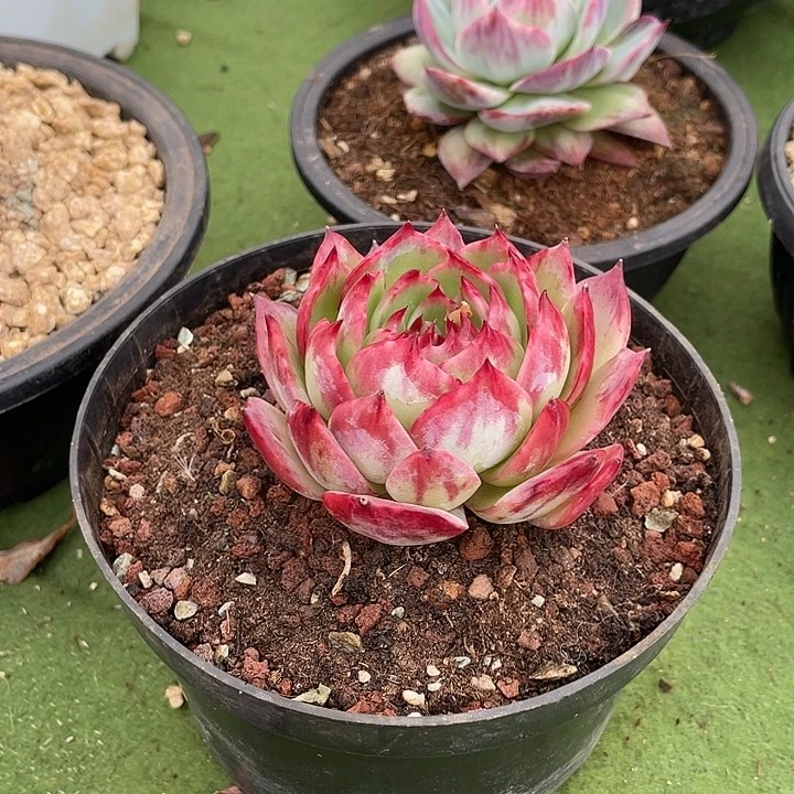 惊鸿仙子多肉植物135