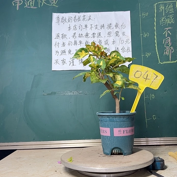 当前无花栽培后可以开花造型 金心龙舌 047