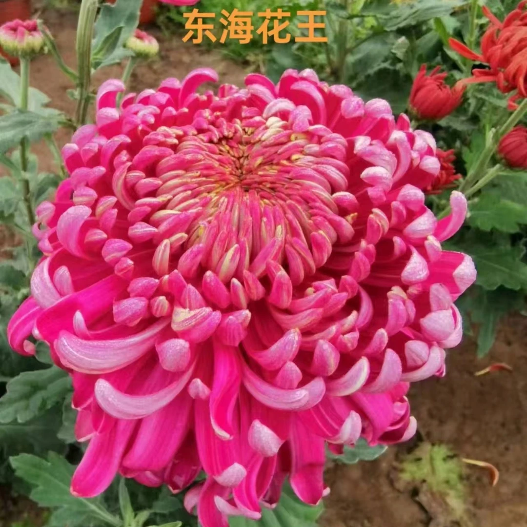东海花王菊花苗耐寒耐热阳台庭院地栽