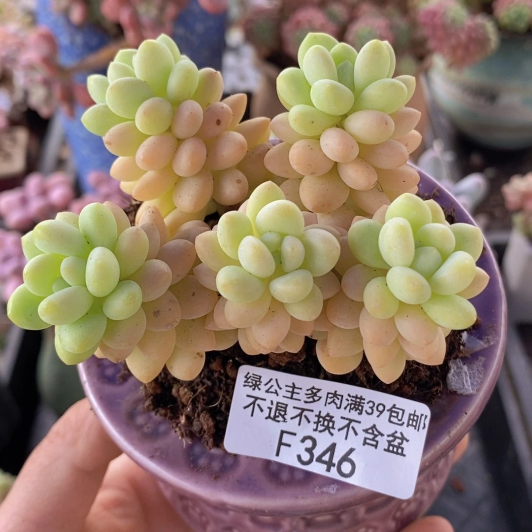 洛可可7cm346多肉植物