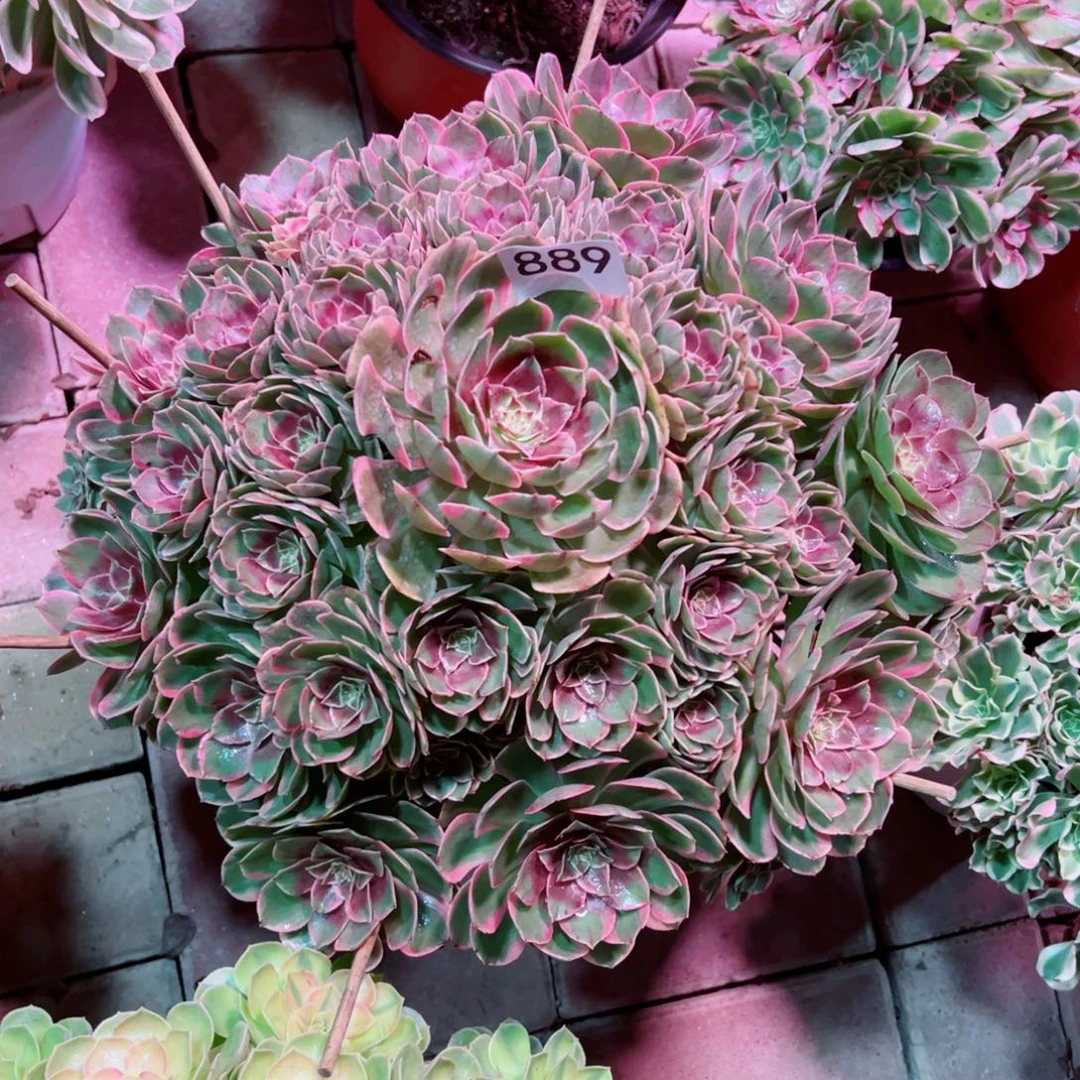 889粉花妖法师多肉植物