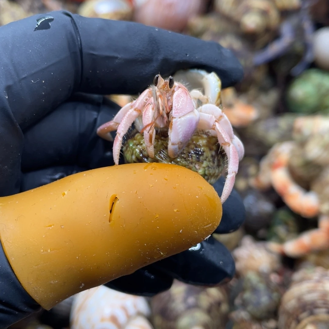 不退不换活体20包邮2