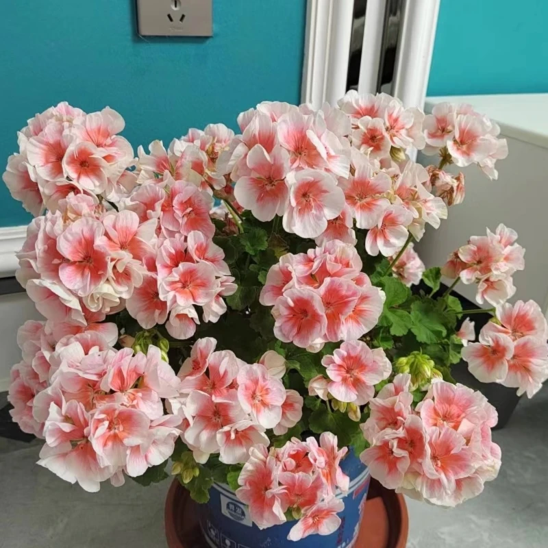 天竺葵系列皇后 玫瑰小姐多季节开花阳台花园庭院盆栽耐寒耐热