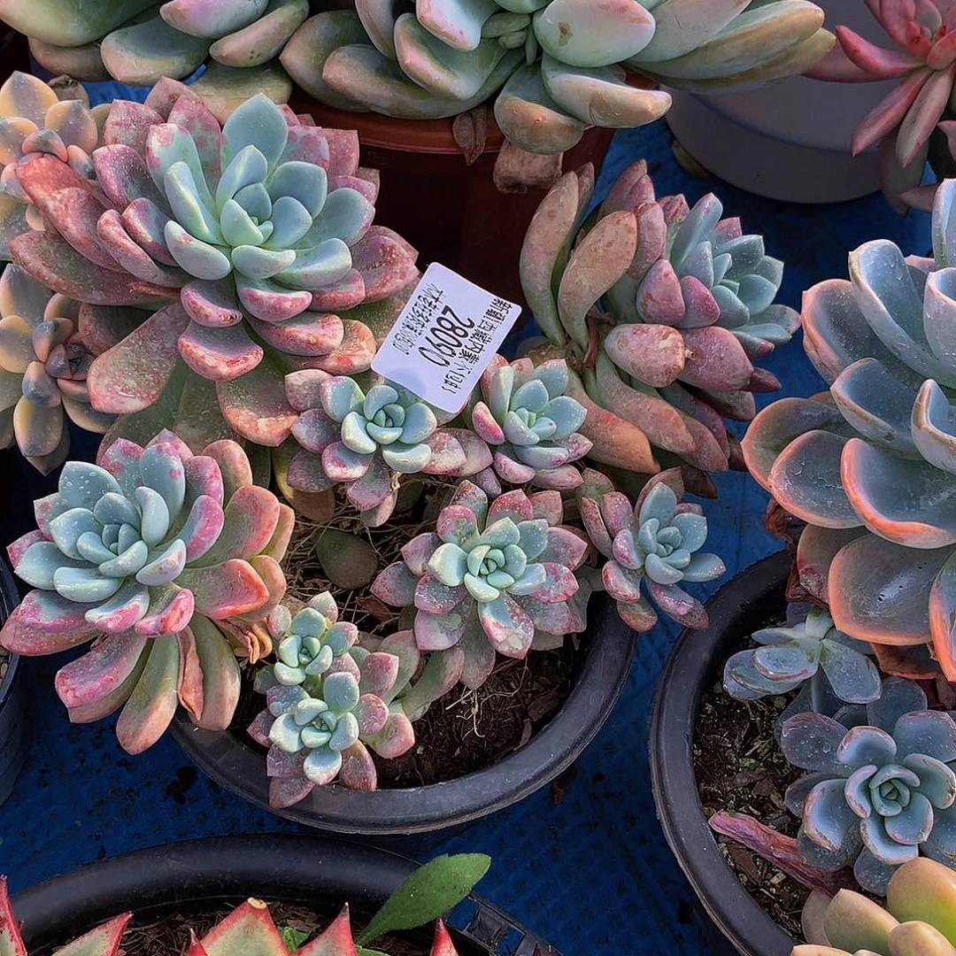 江***吖    花斑鹿多肉28090