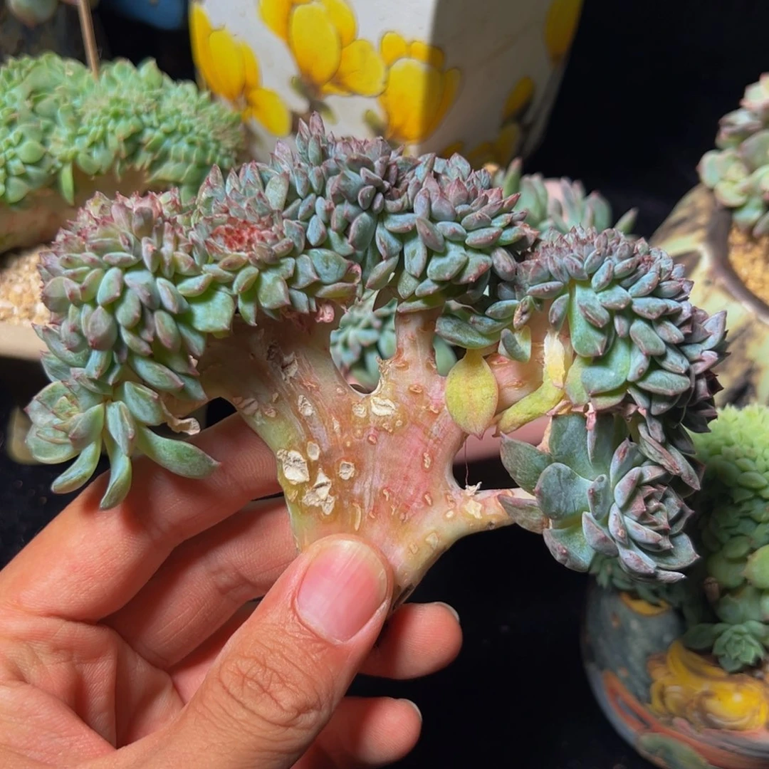 新年快乐 新年快乐