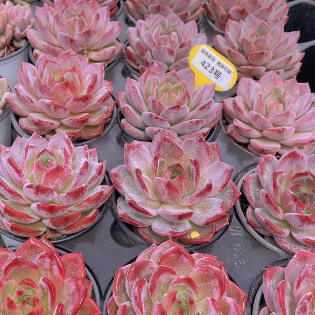 423号 宽叶全状态夜魔侠母本大单头一个