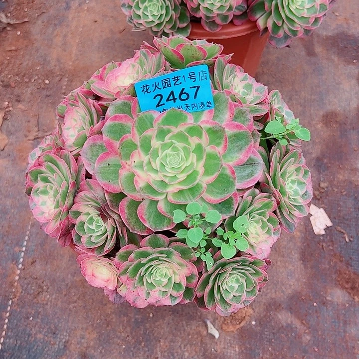 玉芙蓉2467多肉植物大战