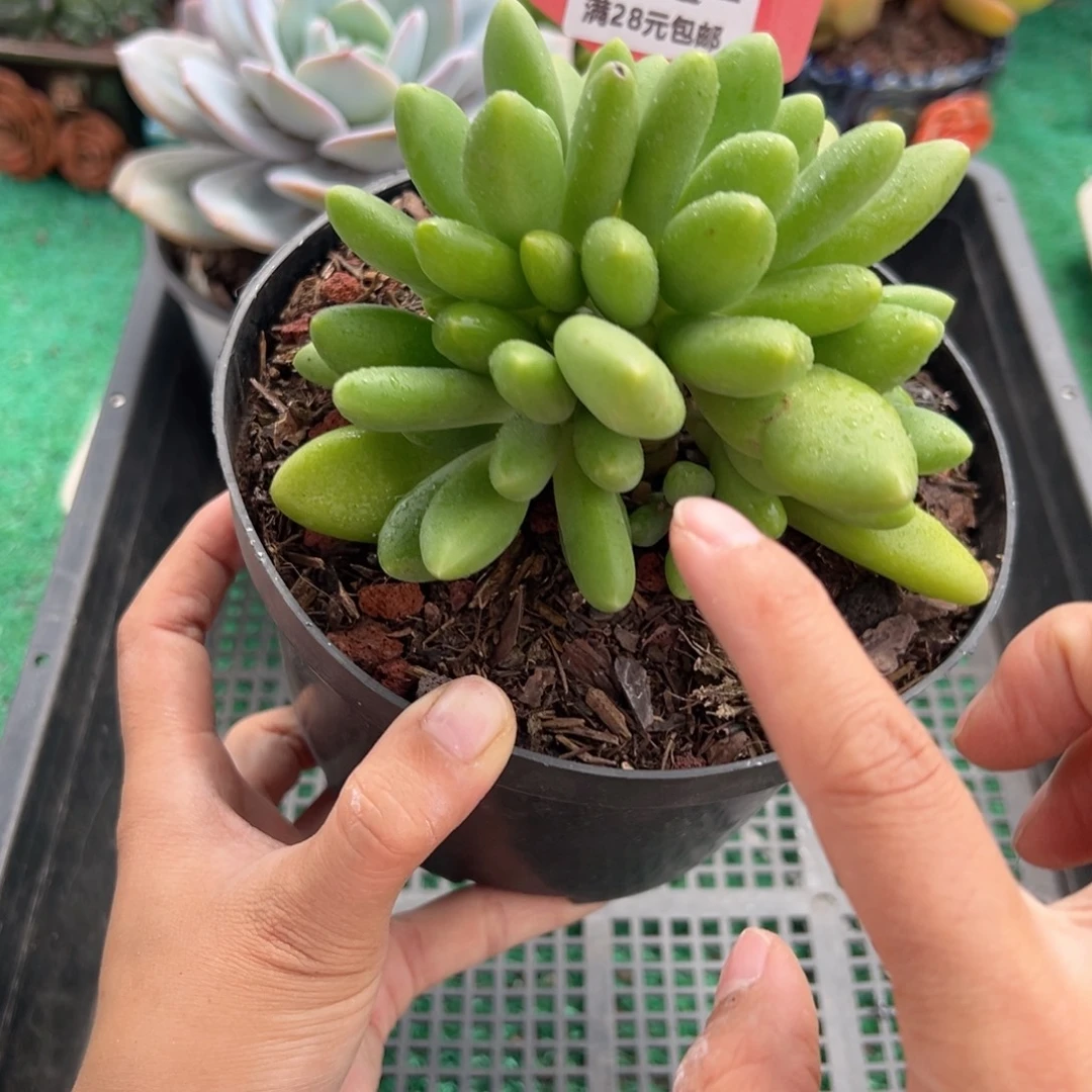 表妹精品多肉植物299.