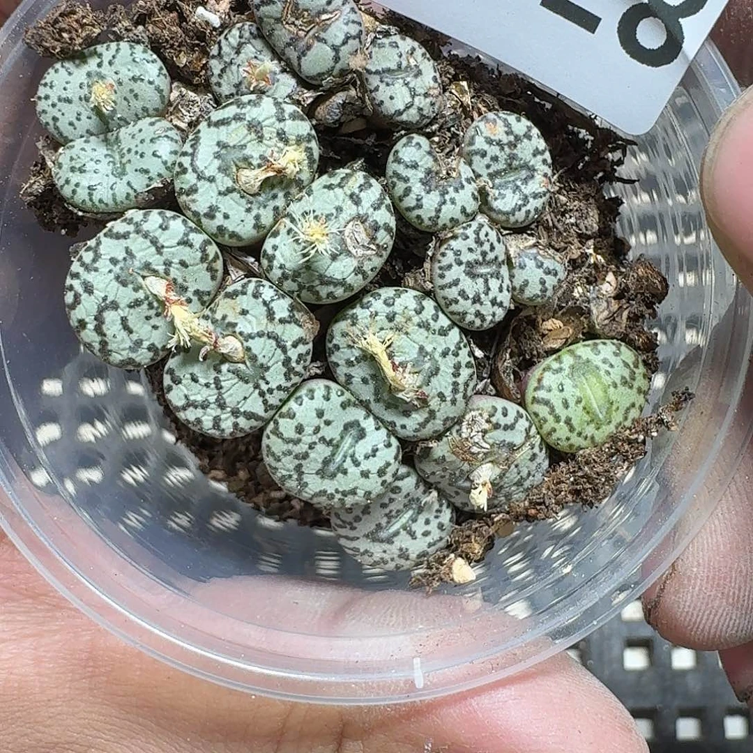 228 多肉植物多肉植物