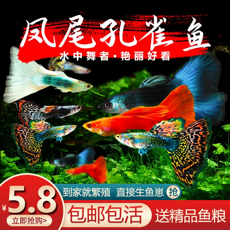 孔雀鱼热带观赏鱼斑马鱼凤尾鱼胎生活体小型淡水好养耐活斑马金鱼