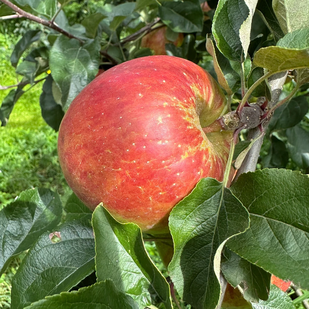 2025年云南昭通丑苹果新鲜现摘自然成熟