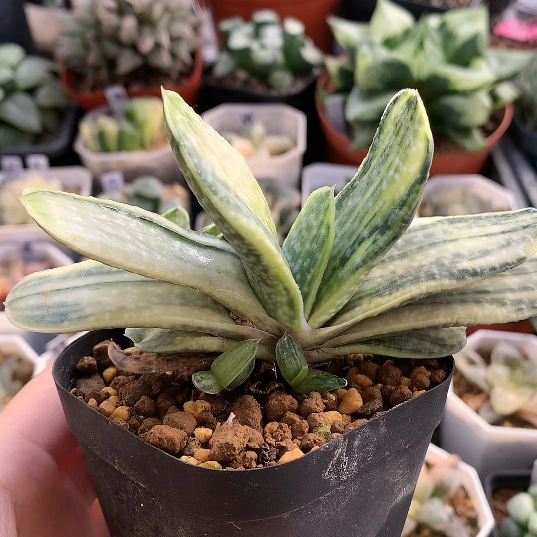 子宝锦带盆土发货玉