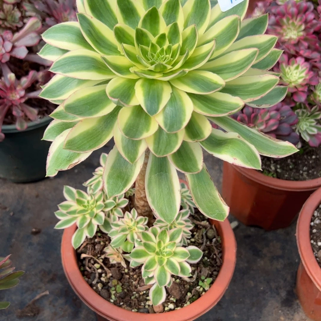 160青连多肉嘻嘻嘻