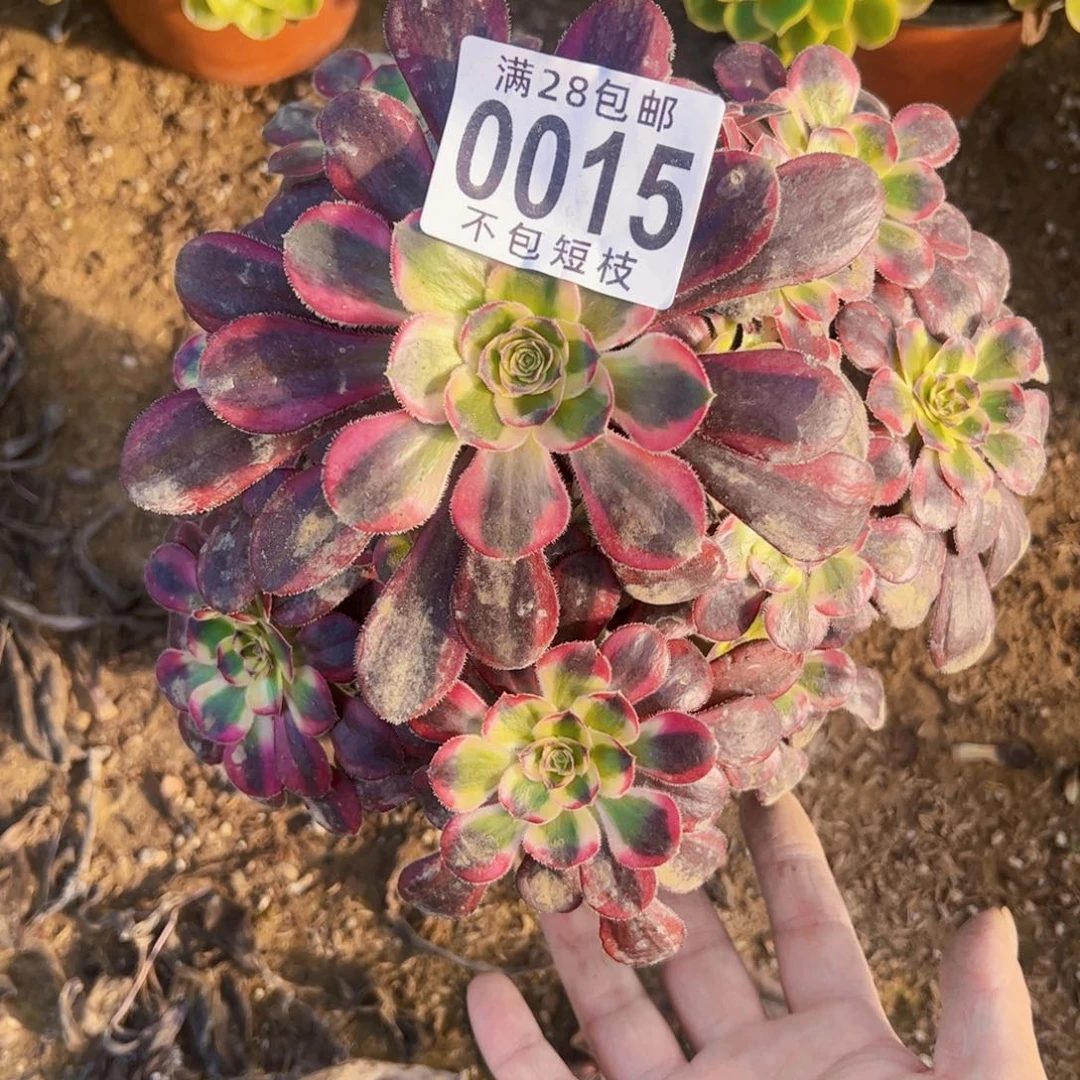 丽娜多肉植物0015