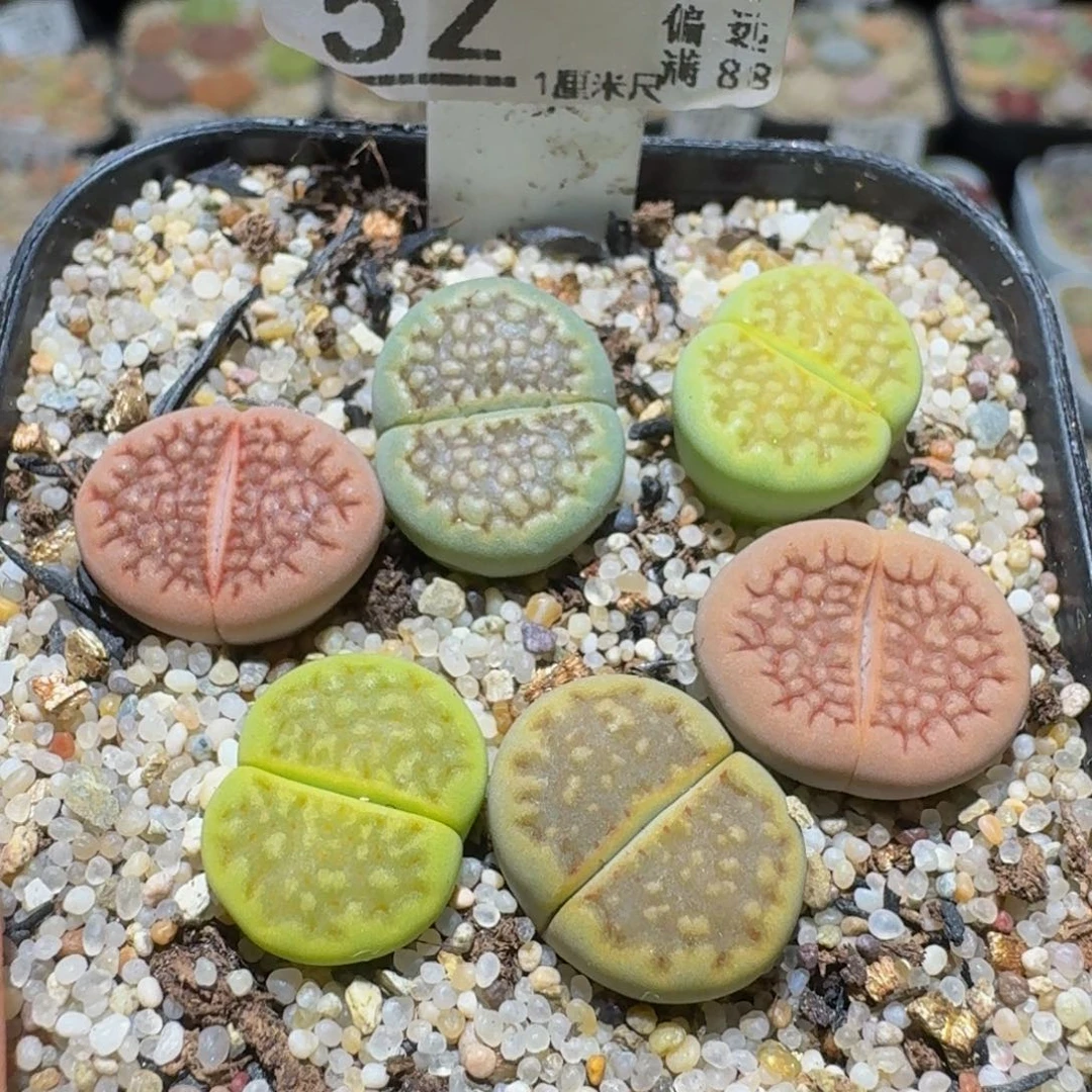 Ssss精品生石花52