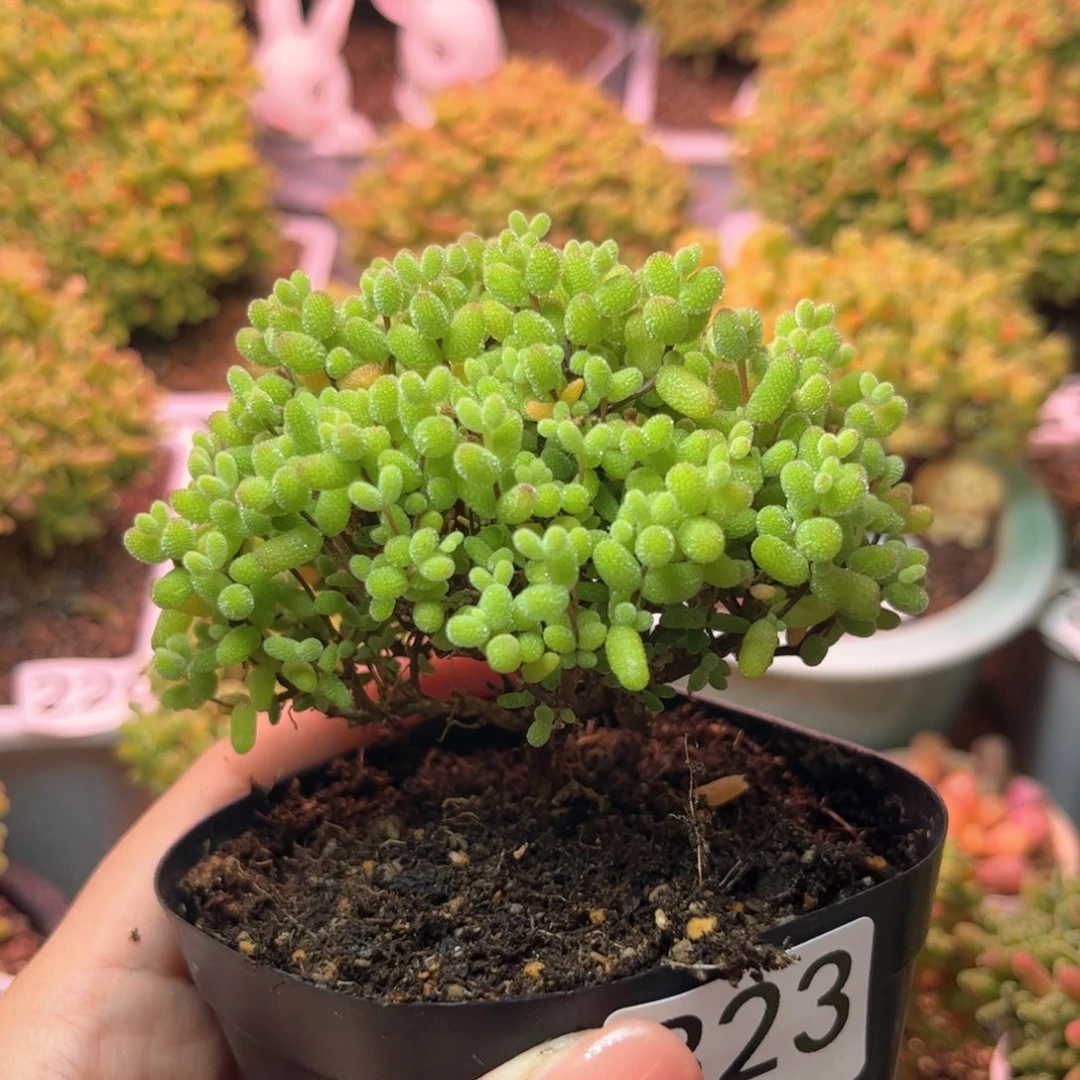 大*姐323金橘可爱多肉植物