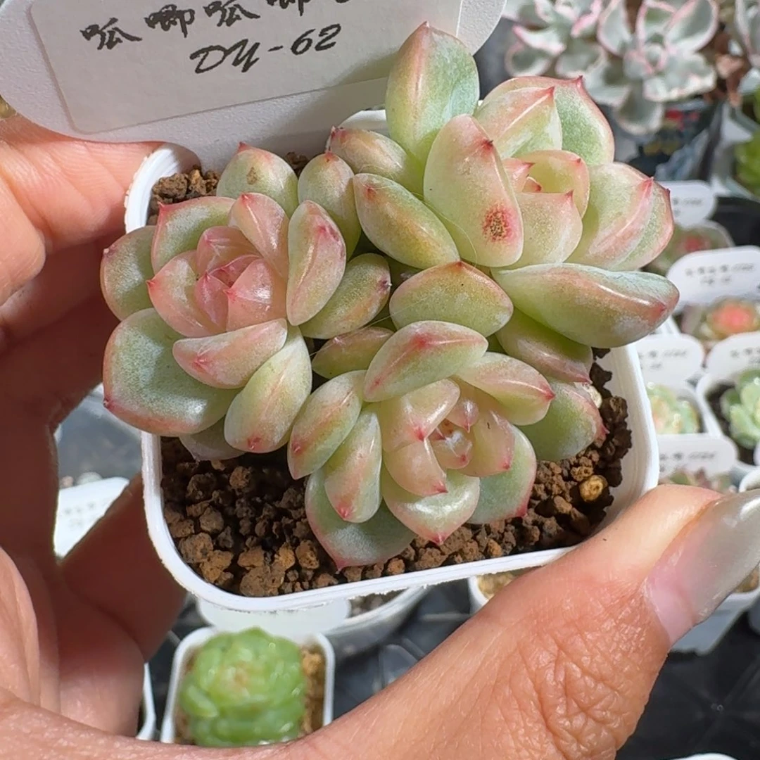 芥***事0724-062-海洋之星b