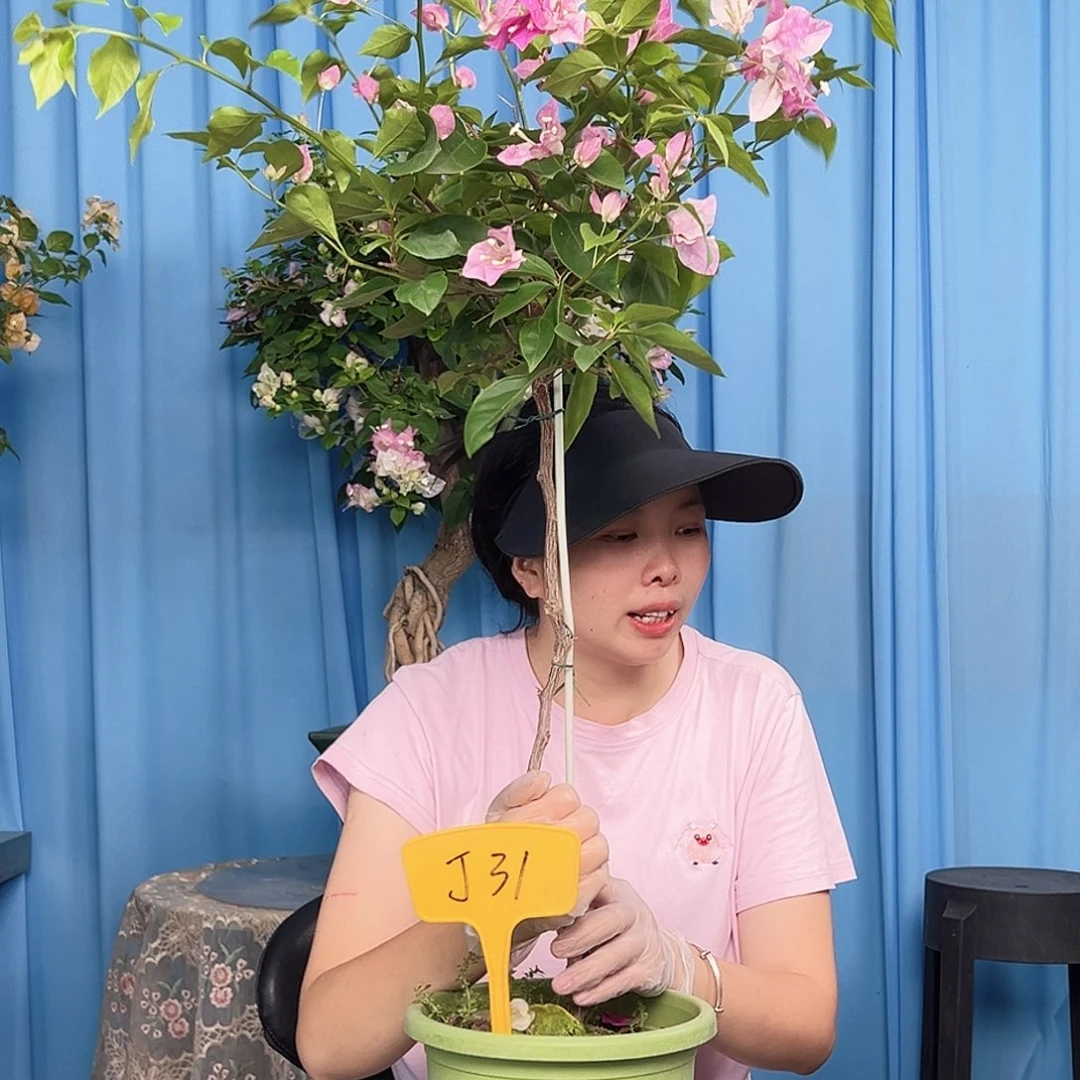 黄***a当前无花栽培后可以开花J31漳红樱